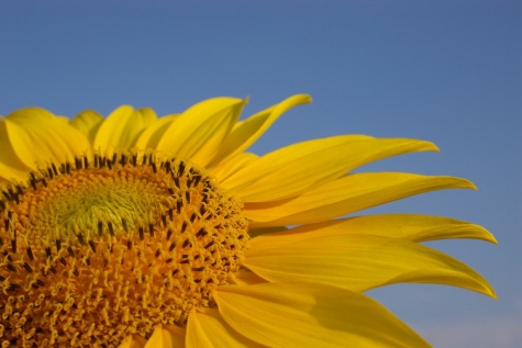 Sonnenblume-web.jpg